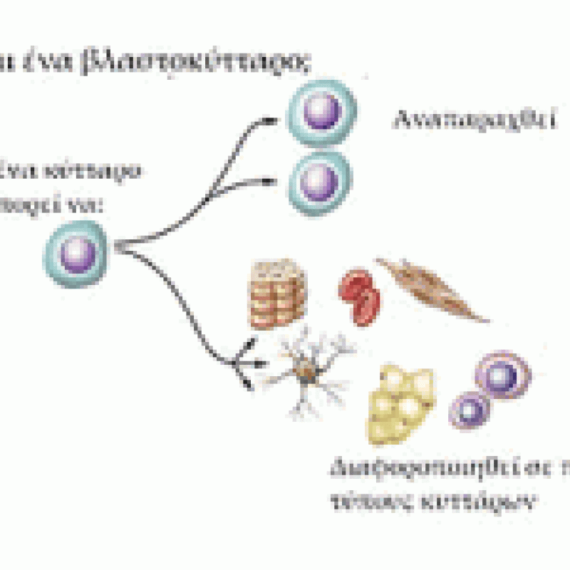 ΑΘΛΗΤΙΚΕΣ ΚΑΚΩΣΕΙΣ - ΑΜΕΣΗ ΘΕΡΑΠΕΙΑ ΜΕ ΒΛΑΣΤΟΚΥΤΤΑΡΑ ΑΘΛΗΤΙΚΕΣ ΚΑΚΩΣΕΙΣ - ΑΜΕΣΗ ΘΕΡΑΠΕΙΑ ΜΕ ΒΛΑΣΤΟΚΥΤΤΑΡΑ